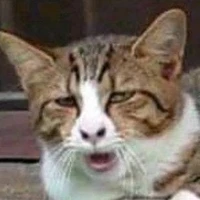 เต้(ลิ้วล้อ​นักเลง)​
