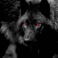 wolf 