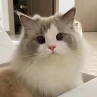 ข้าวปั้น(ร่างแมวเฟิร์ส)