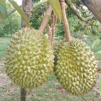 มังคุด