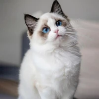 จินเจอร์[ร่างแมว]