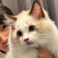 จุ๊มุ(แมวพระเอก)