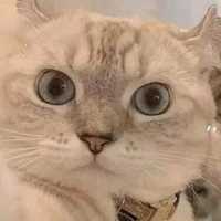 เลย์(พ่อของแมวแฝด)