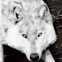 Ema(lobo de JM)