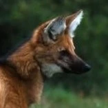 algum lobo