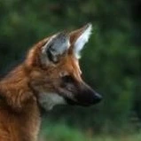 outro lobo