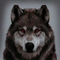 katsuki lobo..