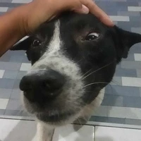 เป็นทุกอย่าง