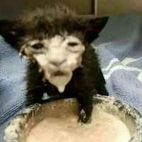 el gato manchado