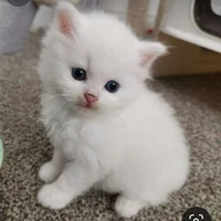 มิว