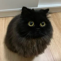 มี่