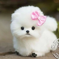 snowbell