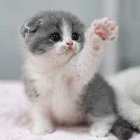Cutie