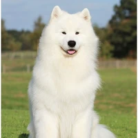 SNOWY