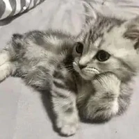 แอด