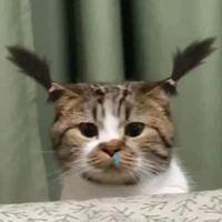 แอดแอ๊ด!