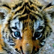 tiger