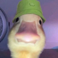 duck