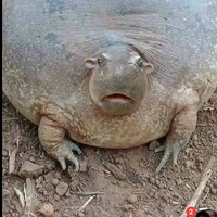 แม่อึ่งคนสวย
