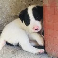 Xavier