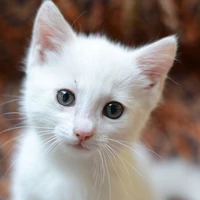 Meow~