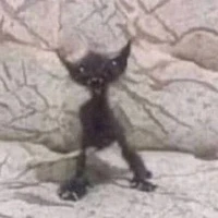 Gato maluco da minha cabeça