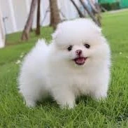 มูมู่