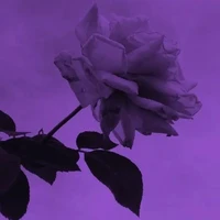 Mavis 🐰 (your author)