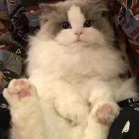 เเอดดด
