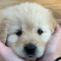 เลียม