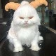 kitty