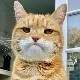 The Cat