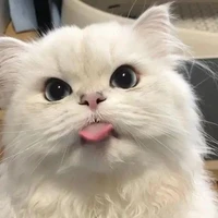 พวกพ.อ