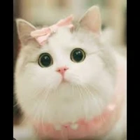รูลี้