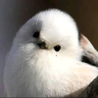 แอด
