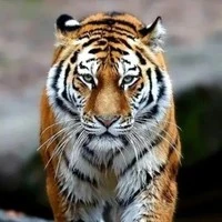 เรด
