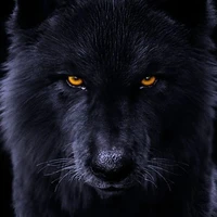 Black< lobo de jm>