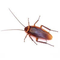 Cockroach