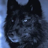 nochu(lobo jimin)