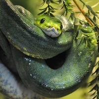 เฟย์ ร่างงู