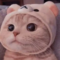 จิน(น.อ.)แมวแฝดติน