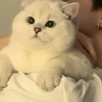 ฟาเต้อฮาน