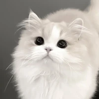ฟูจิ(เพศเมีย)