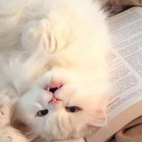 ซินดี้(ร่างแมวน.อ)