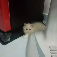 แมวปาย(มีตังค์)