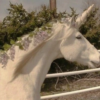 unicorn zizi