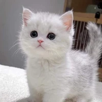 Snowball