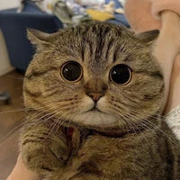 เปาเปา(ร่างแมว)