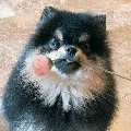 v