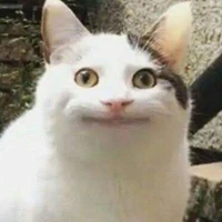 เเมวของ(ไลลา)